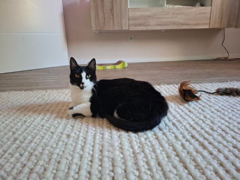 So finden Sie den passenden Katzensitter in Frankfurt