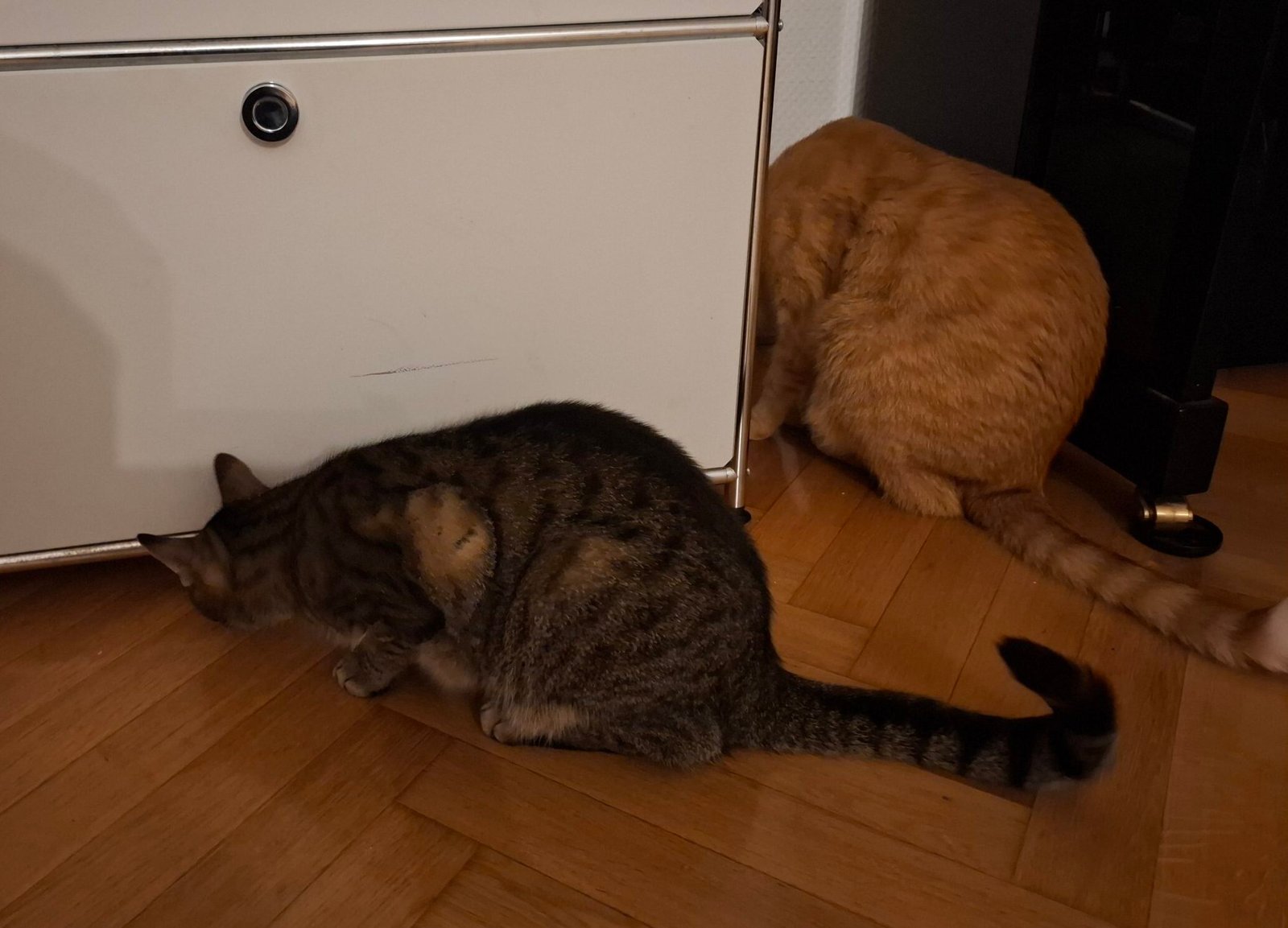 So finden Sie den passenden Katzensitter in Frankfurt