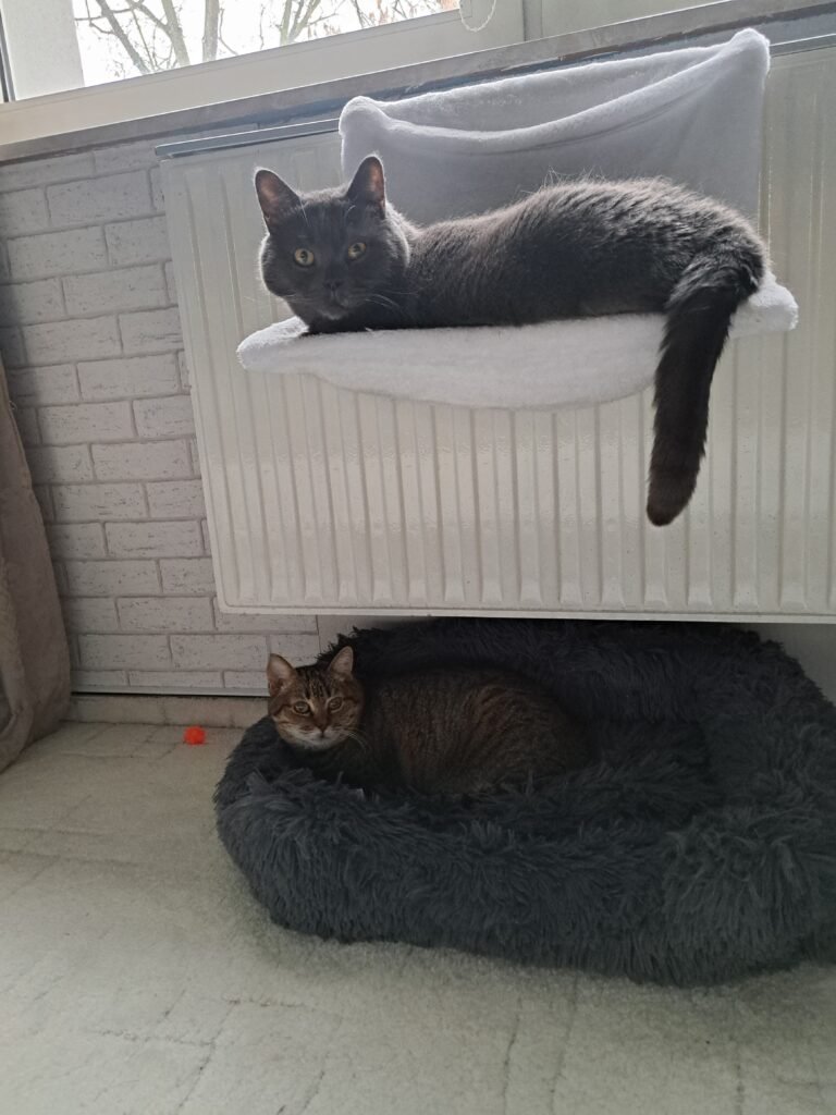 Herbstzeit ist Kuschelzeit: Wärmequellen für Katzen.