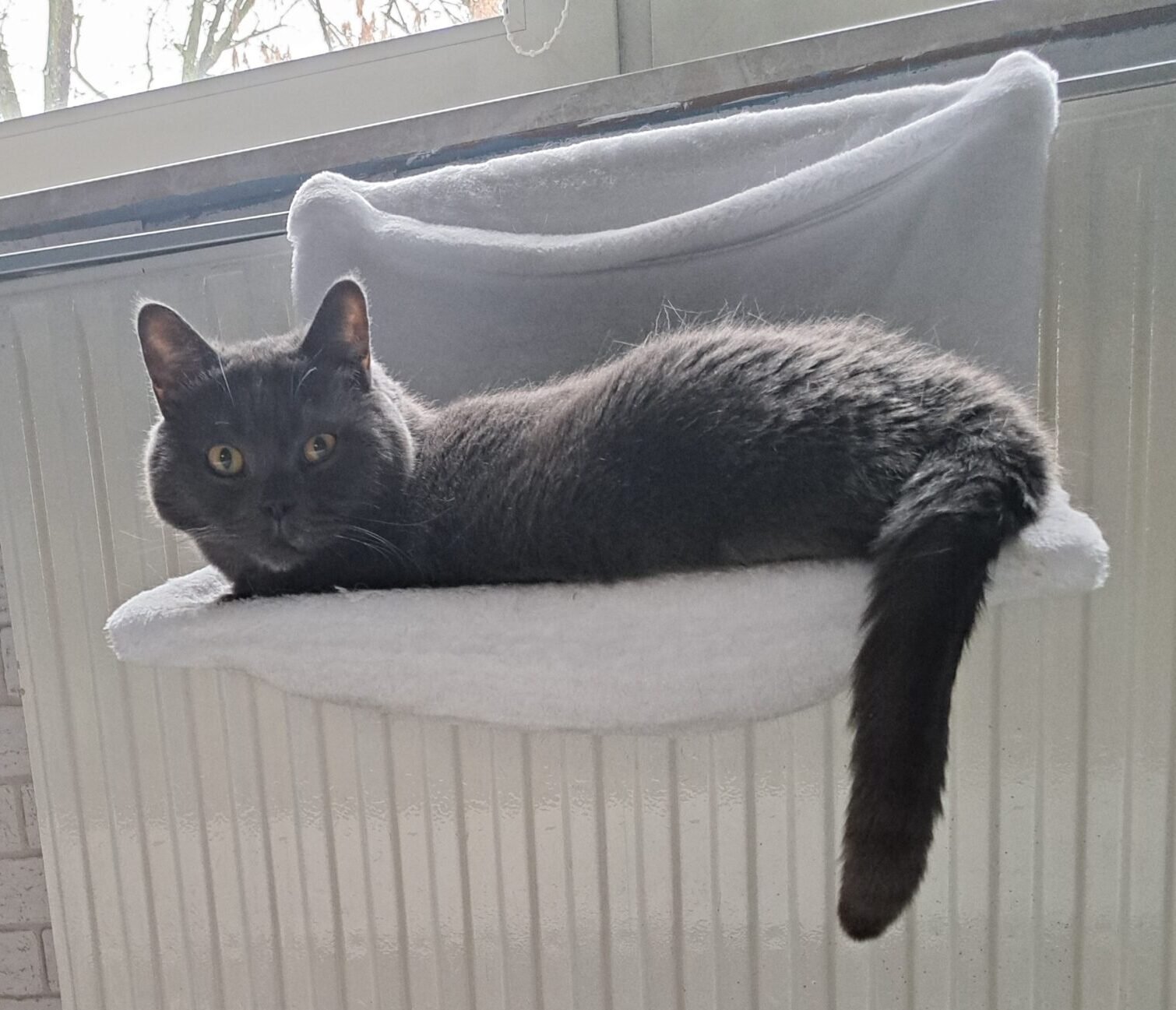 Herbstzeit ist Kuschelzeit: Wärmequellen für Katzen.