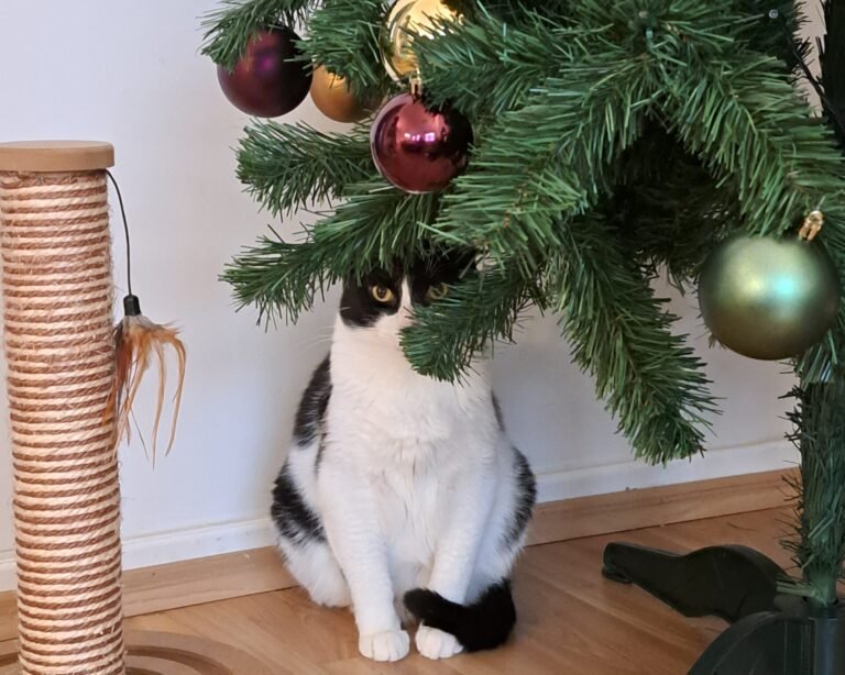 Weihnachten mit Katze: So machen Sie Ihren Tannenbaum katzensicher
