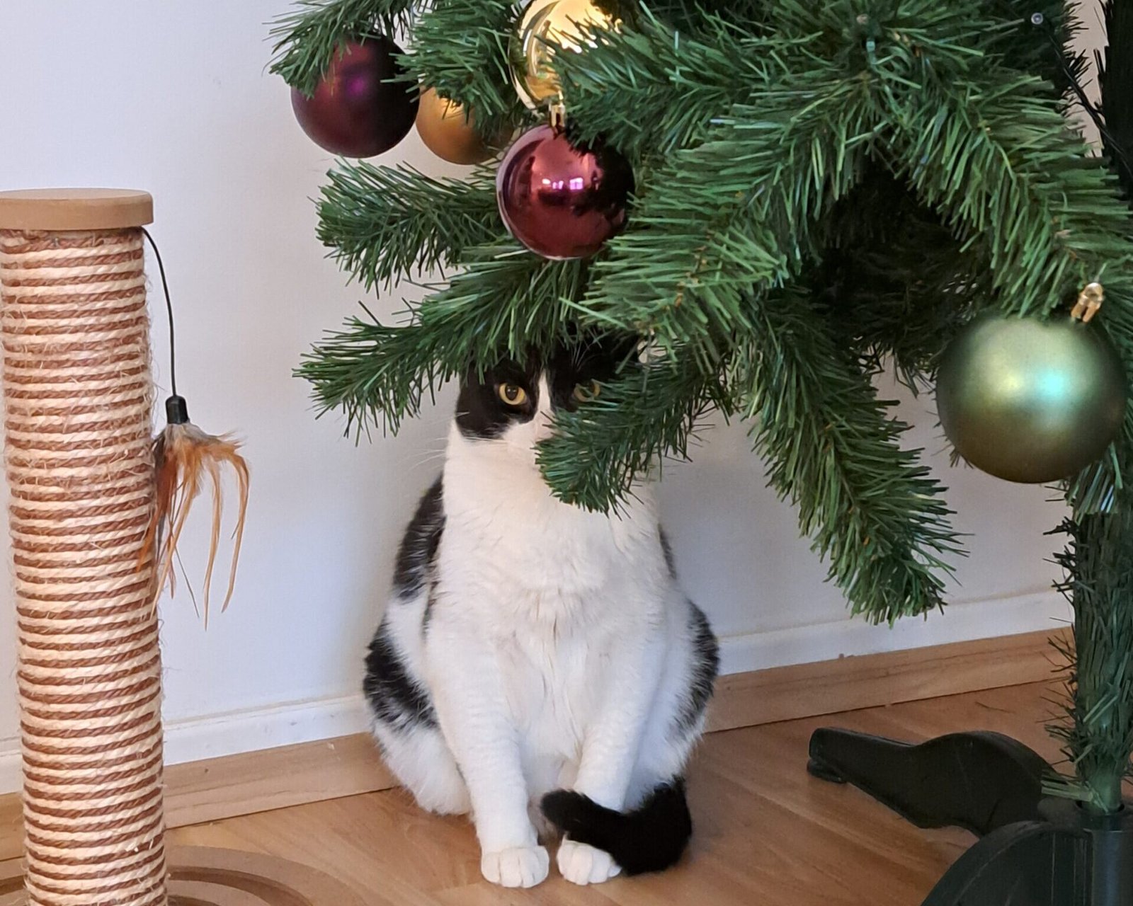 Weihnachten mit Katze: So machen Sie Ihren Tannenbaum katzensicher