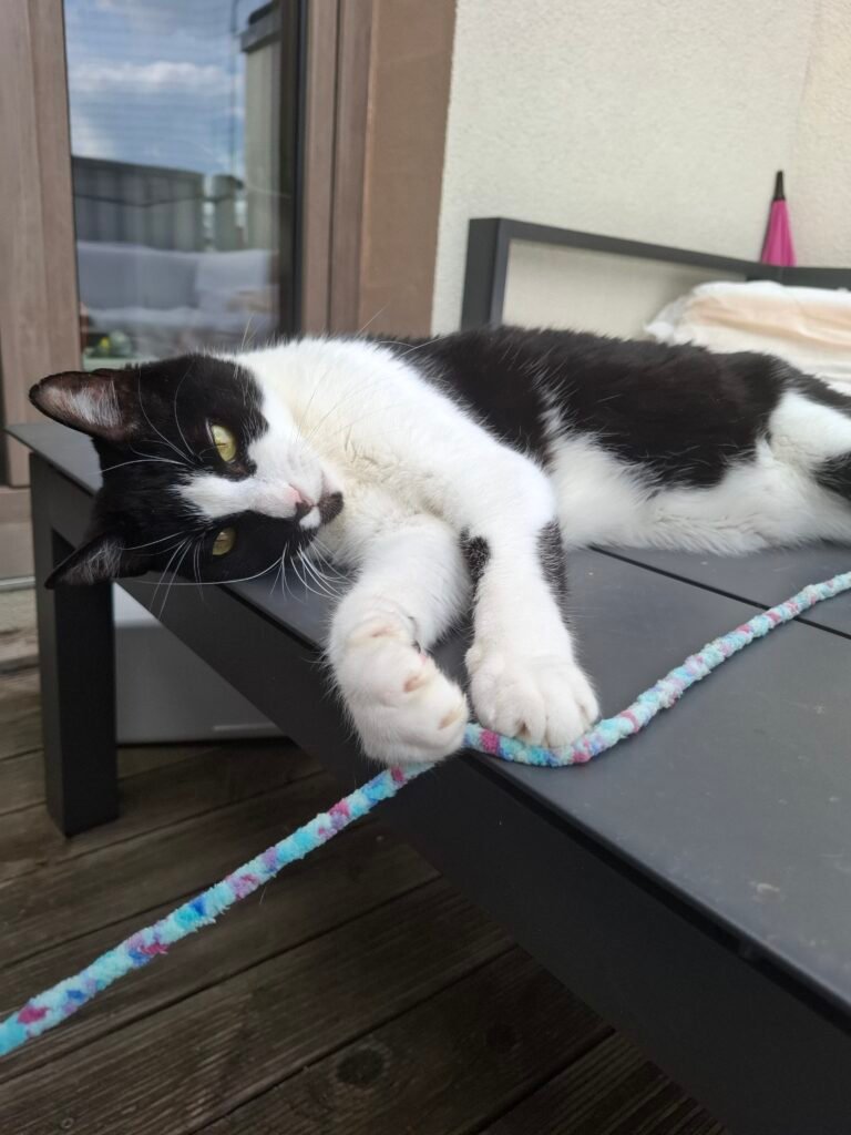 Sicher ist sicher: So machst du Fenster und Balkon katzensicher