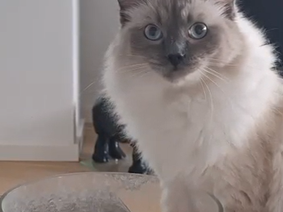 Not Drinking Enough? How to Encourage Your Cat to Drink (Even in Summer)