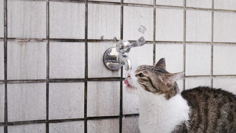 Trinkfaul? So animierst du deine Katze zum Trinken (auch im Sommer)